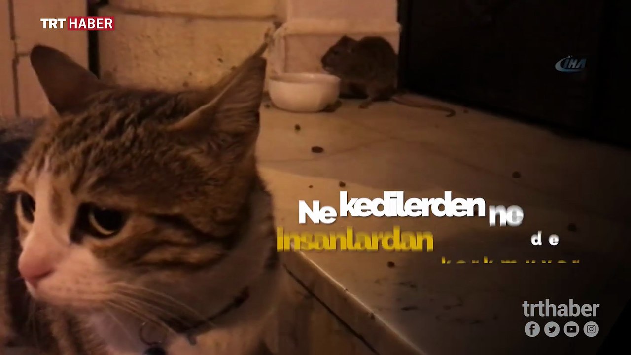 Korkusuz fare kedi maması için kediye kafa tuttu
