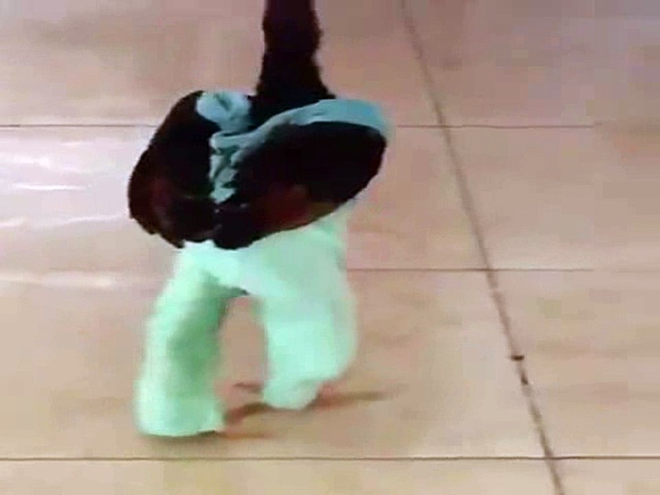 cock walking at home - funny animal video
