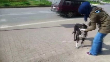Sokak köpeklerine eczaneden pire ilacı alan ikizler, insanlığın ölmediğini bir kere daha gösterdiler