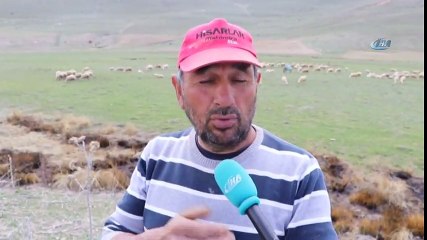 Çobanlar Fiyat Arttırınca, Kendi Sürüsüne Çoban Oldu