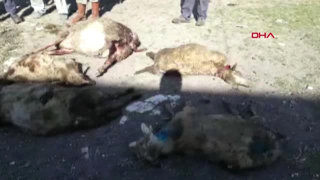 Kocaeli-Aç Kalan Köpekler 7 Koyunu Telef Etti-Hd