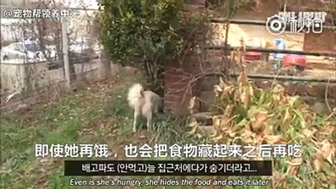 A mother dog and her fear for her only pup left