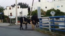Bodrum'da Hindistan'ı aratmayan görüntüler...Ahırdan kaçan inekler sürü halinde sokağa çıktı