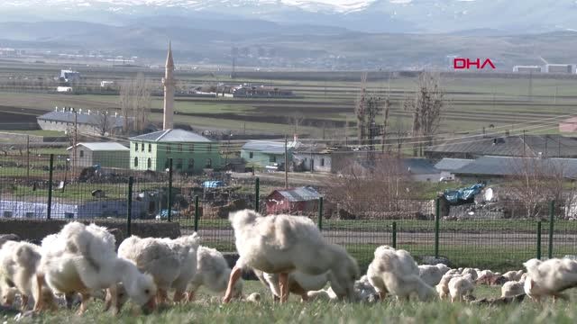 Kars-Doğu Ekspresi Seferleri, Kaz Eti Satışını Artırdı-Hd