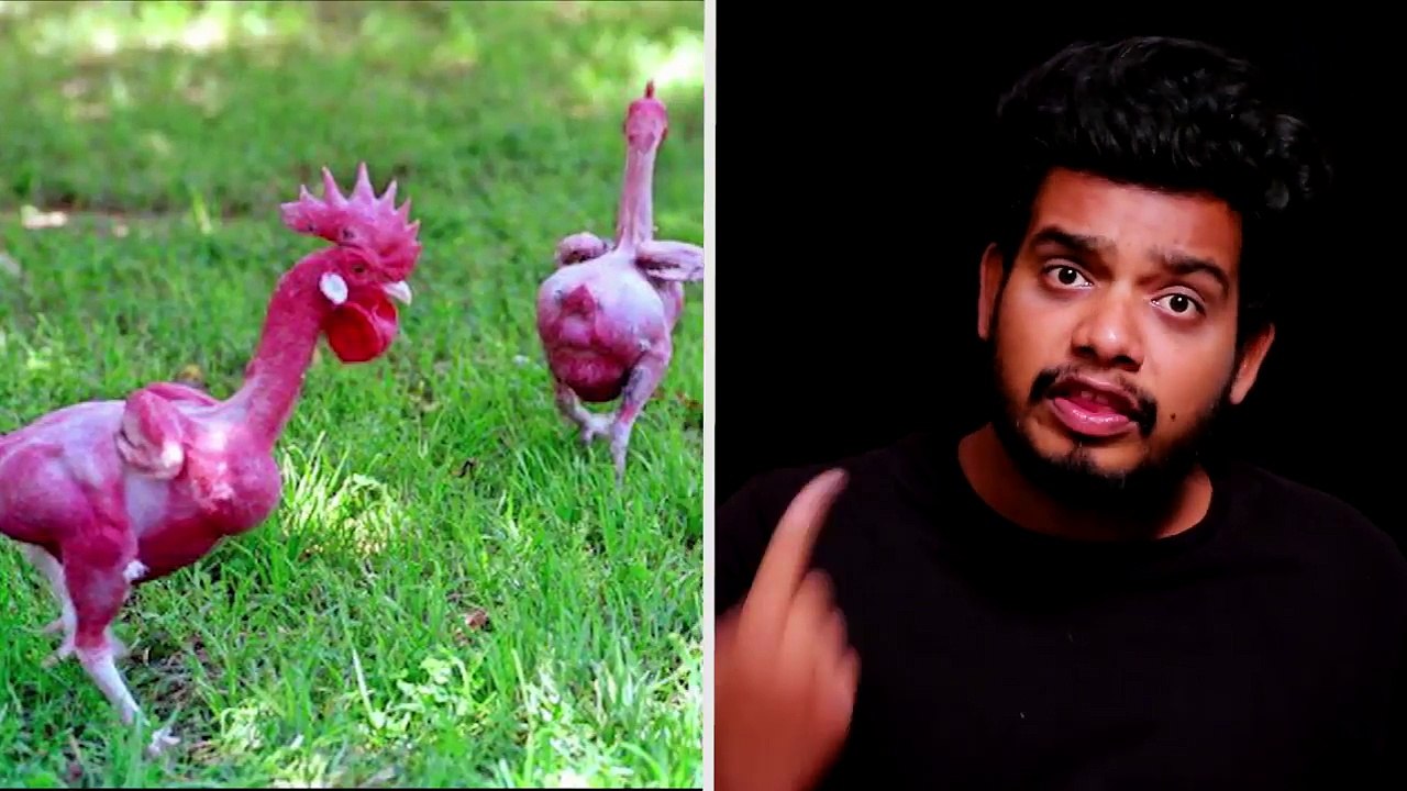 அடப்பாவிங்களா!!! முடியே இல்லாமல் வளரும் கோழிகள்