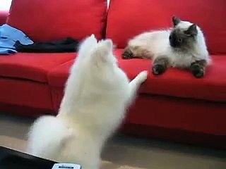 Cute Dog-Cat fight Video