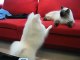 Cute Dog-Cat fight Video