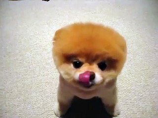Cute Dog Video 3 | Dog  - Humans best friend