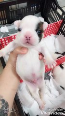 Puppy Just Wants to be Heard