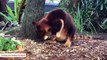 Baby Tree Kangaroo Gets Out Of Mom's Pouch, Attempts First Hops