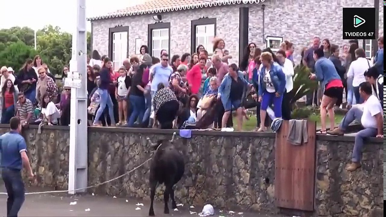 Bullfighting Festival #7 Best Funny Videos