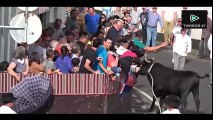 Bullfighting with People #Bullfighting Festival