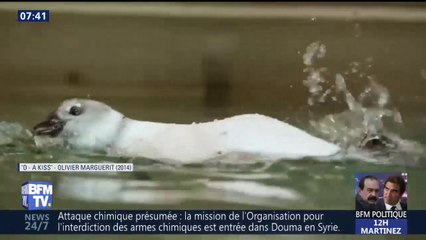 Aux États-Unis, ce pingouin de deux mois apprend à nager