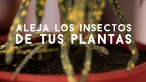 Aleja los insectos de tus plantas con cáscara de banana | @iMujerHogar