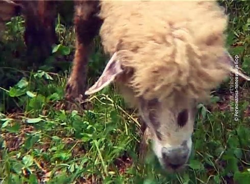 Selo moje, 22. april 2018. (RTV Bor)