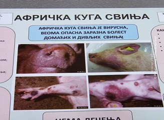 Preventivne mere zbog afričke kuge svinja, 22. april 2018. (RTV Bor)