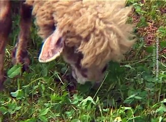 U Boljevcu osnovano Udruženje odgajivača ovaca i koza, 22. april 2018. (RTV Bor)