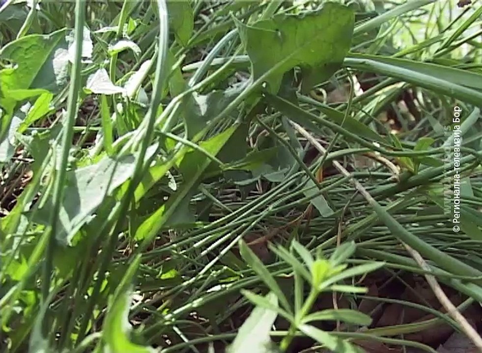 Počinje sezona krpelja, 22. april 2018. (RTV Bor)