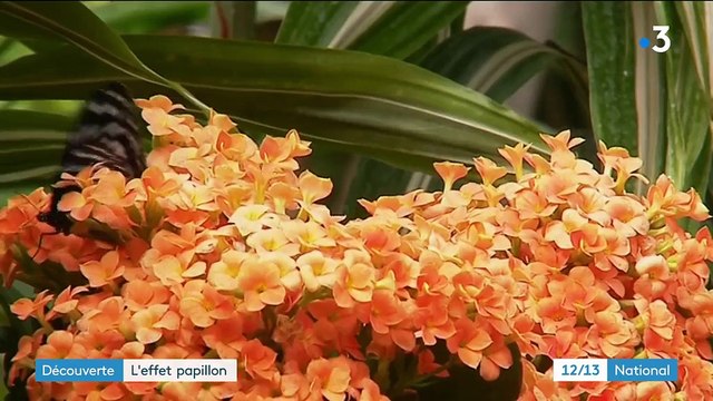 Haut-Rhin : éclosions aux premières loges aux Jardins des Papillons