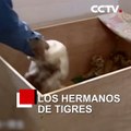 Los hermanos de tigres | CCTV Español