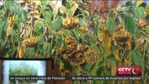 Se exhiben en Beijing pinturas al óleo expresionistas de artistas del noreste de China