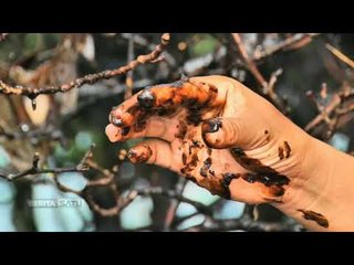 Indepth: Balikpapan Rusak Karena Minyak