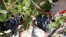 AMÉRICA AHORA - Vinos de Chile experimentan crecimiento en China