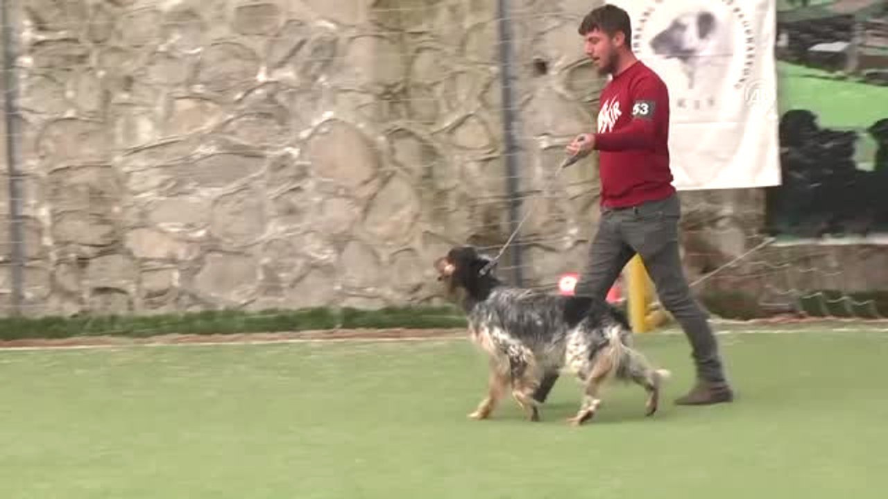 Uluslararası Irk Standartları Yarışması