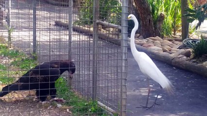 Video herunterladen: Cet aigle en cage va piéger un héron... En cage mais pas idiot le rapace