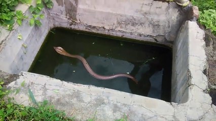 Скачать видео: Ils sauvent un cobra royal coincé dans un puits... geste courageux