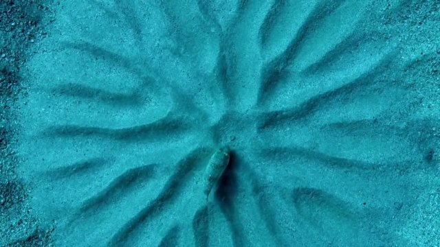 Ce poisson est un artiste incroyable... Poisson globe talentueux