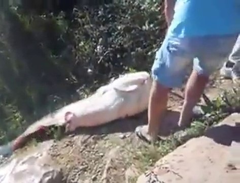 Il peche un silure de plus de 2m dans une rivière. Poisson géant