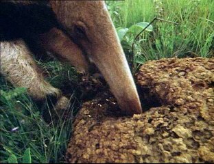 David Attenborough - Élet A Földön - 10