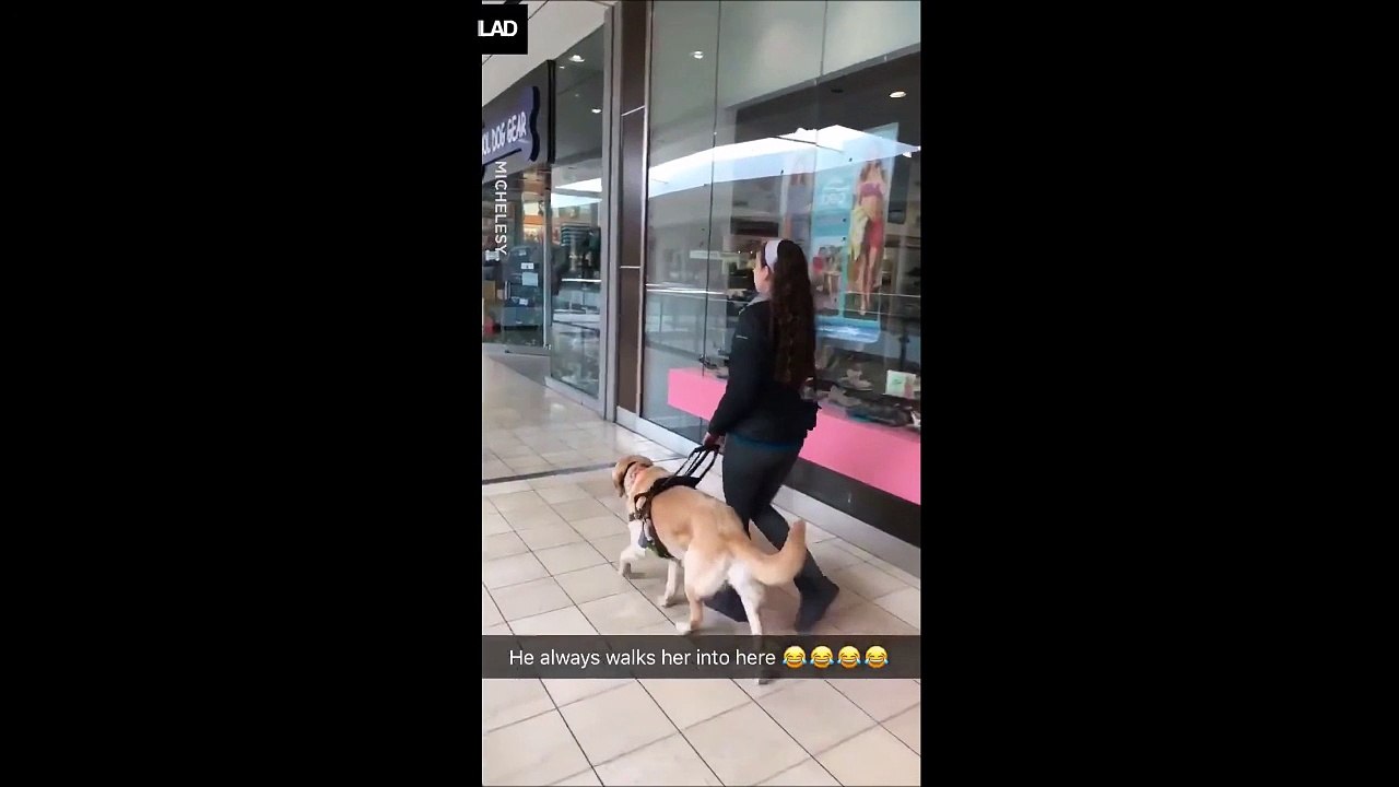 Ce chien guide sa maitresse aveugle droit vers l'animalerie... Pas idiot!