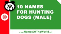 10 names for hunting dogs (male) -  the best pet names - www.namesoftheworld.net