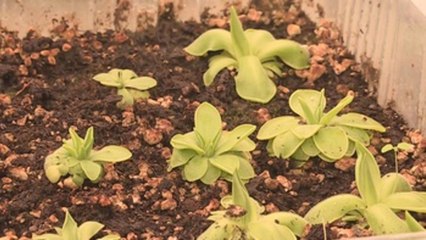 Las míticas plantas carnívoras en riesgo por destrucción de su hábitat