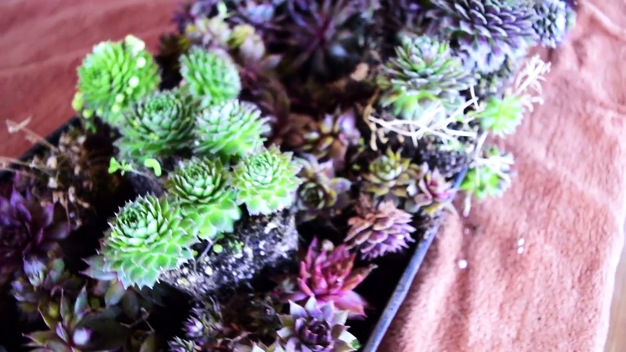 Sempervivum HEAVEN! Look What I Bought Today