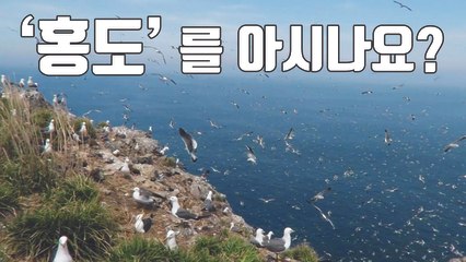 [자막뉴스] "꼭 한 번 가고싶다"...철새들의 천국, 홍도 / YTN