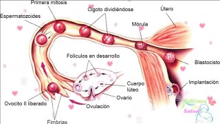 ¡Destacado! Isabel Rangel: ¿En qué momento debes hacerte una prueba de embarazo?