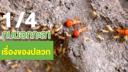 กบนอกกะลา : เรื่องของ ปลวก ช่วงที่ 1/4 (19 เม.ย.61)