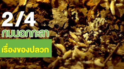 กบนอกกะลา : เรื่องของ ปลวก ช่วงที่ 2/4 (19 เม.ย.61)