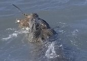 Drone Captures Turtle-Eating Crocodile Lurking Near Kids at Queensland Beach