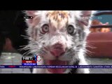 Flash Bayi Harimau Putih Yang Dilepas Liarkan Dikebun Binatang Lamongan -NET24