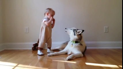 Harmonica accompagné par les hurlements de ce chien !