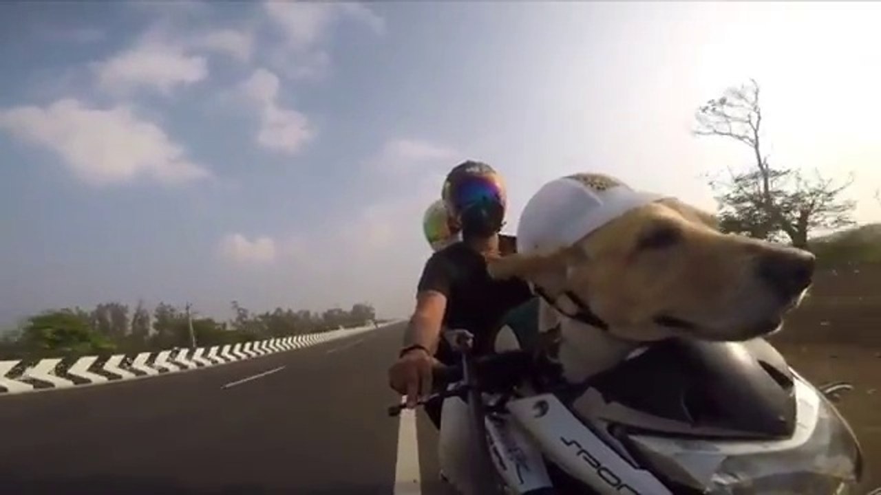 Chien à moto : il kiffe le vent à l'avant casque sur la tête !