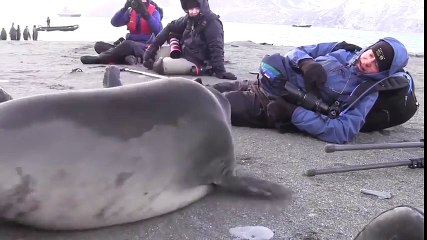 Jouer avec un Elephant de mer, pas courant !