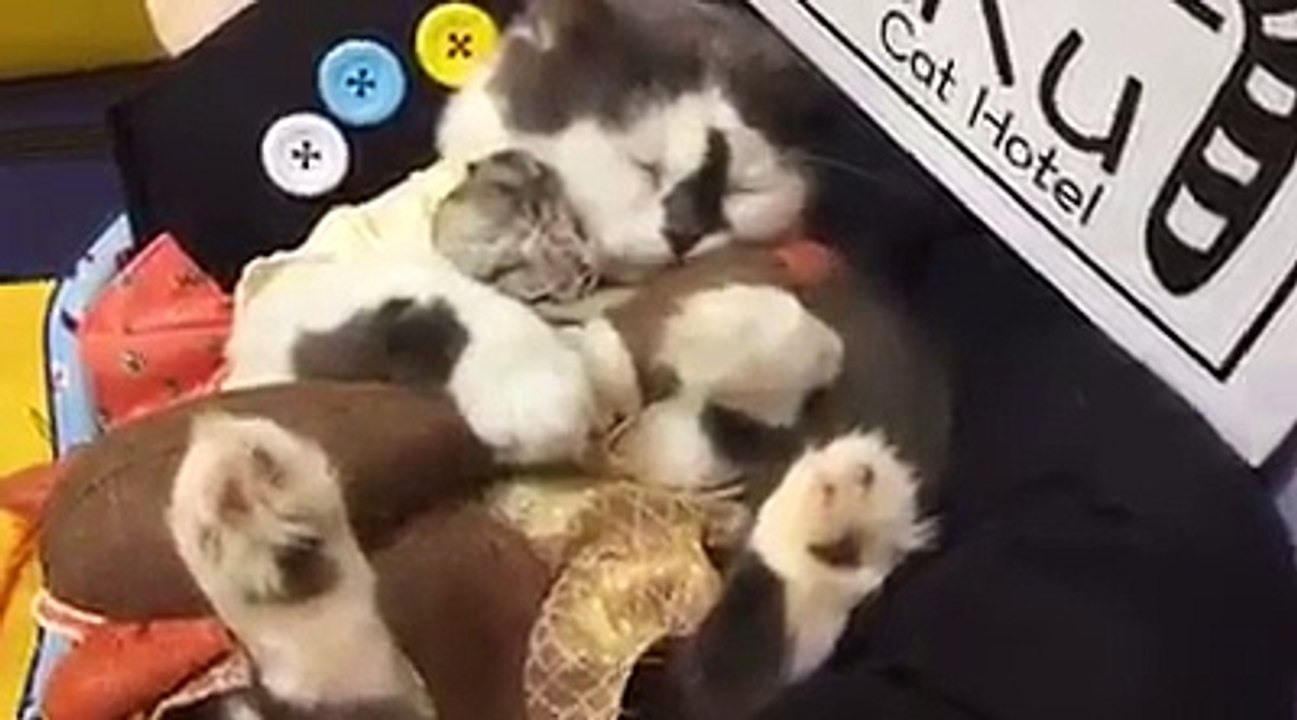 Sieste d'un Hamster avec... un chat !