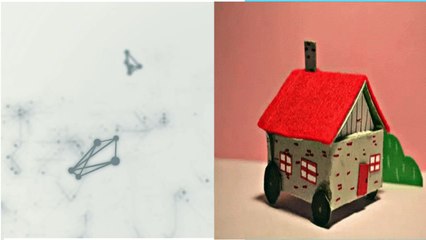 Professional Removalists Service In Newcastle