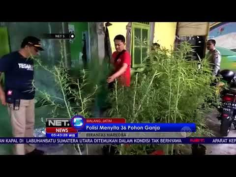 Polisi Menyita 36 Pohon Ganja -NET5