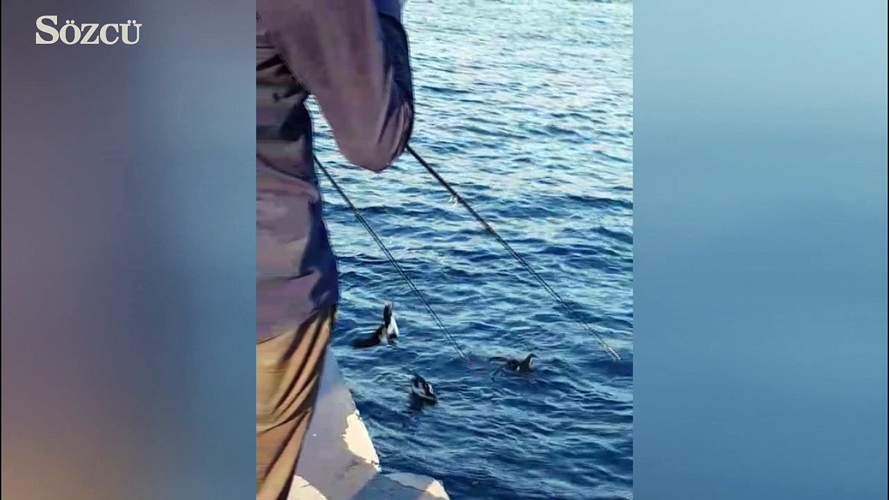 İstanbulda yelkovanlar